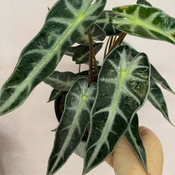 Alocasia amazonica Bambino