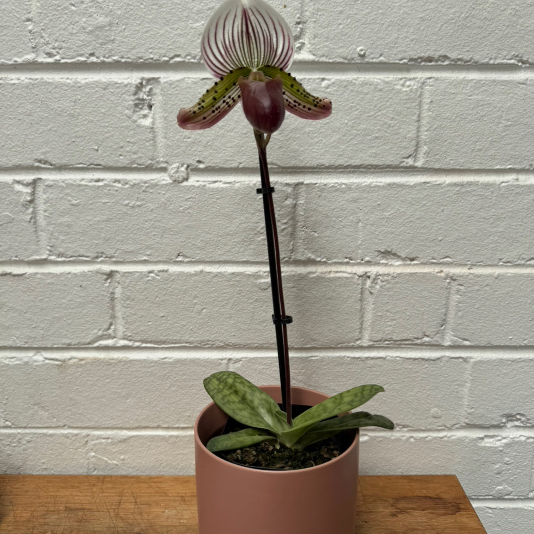 Slipper Orchid + Small Ceramic Pot + Saucer COMBO