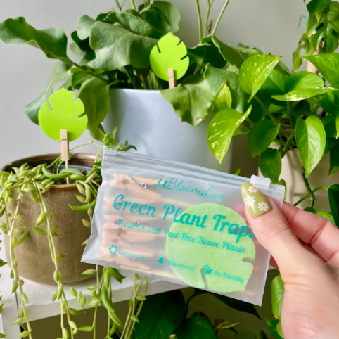Monstera shaped sticky traps | 10 pack