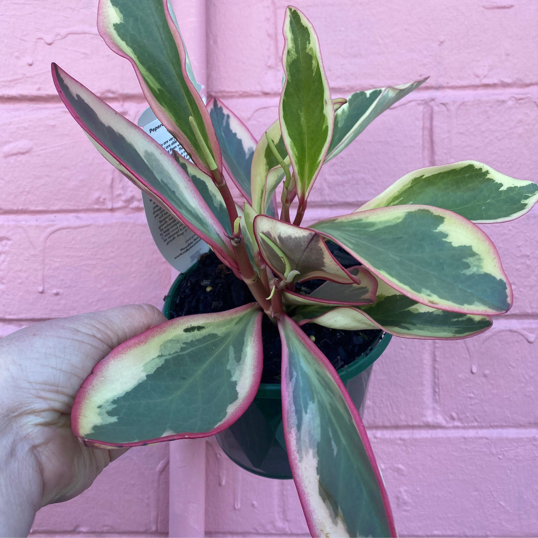 Peperomia clusiifolia Jelly