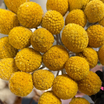 Billy Buttons