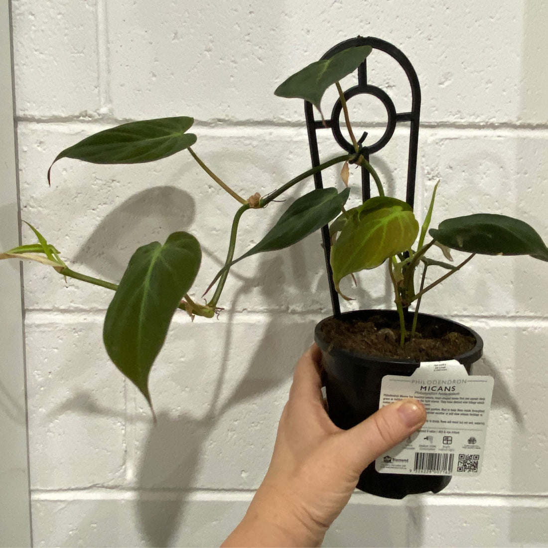 Philodendron Micans