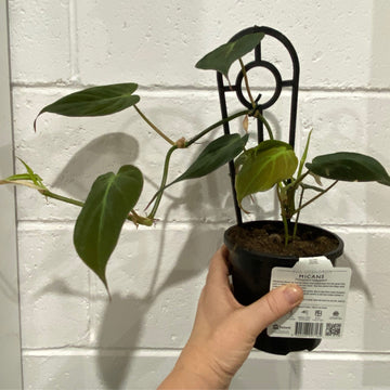 Philodendron Micans