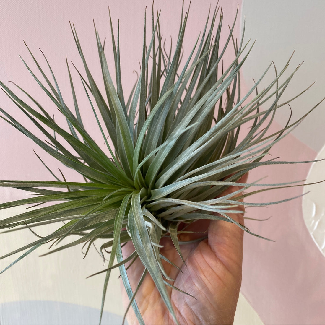 Large Tillandsia | size 2