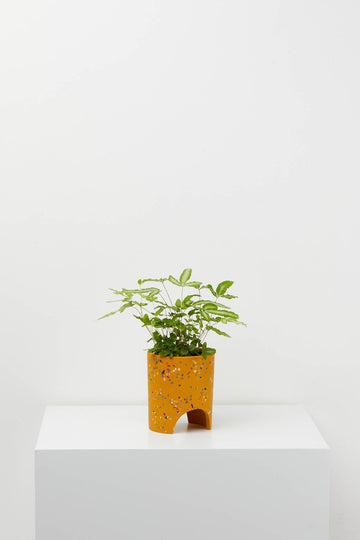 Archie Pot | Small | Golden Terrazzo