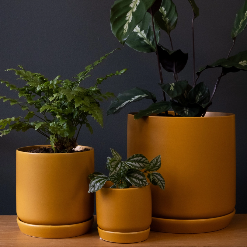 Oslo Planter | Mini | Tobacco | Potted