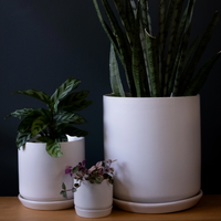 Oslo Planter | Mini | White | Potted