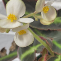 Begonia listada | The Striped Begonia