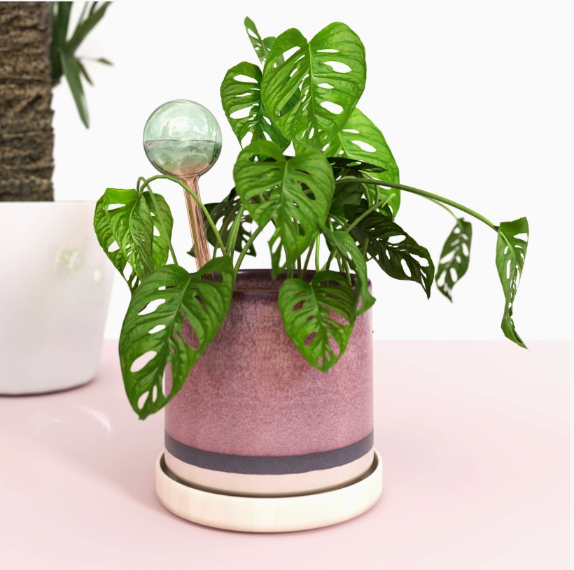 We the Wild | Self-Watering Plant Globes