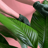 WE THE WILD  Leaf Cleaning Microfibre Gloves