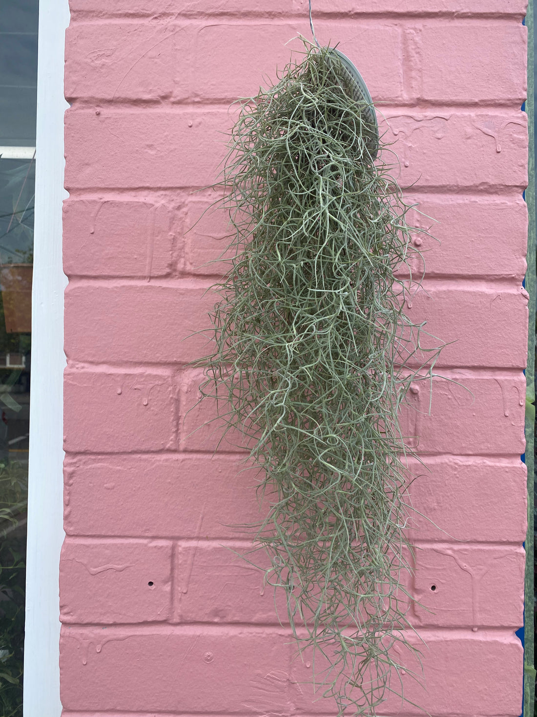 air plants old man's beard Old Man’s Whiskers
