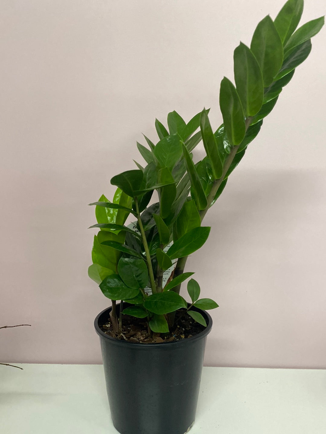 Zamioculcas zamiifolia