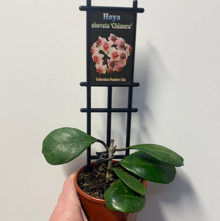 Assorted 10cm Hoya