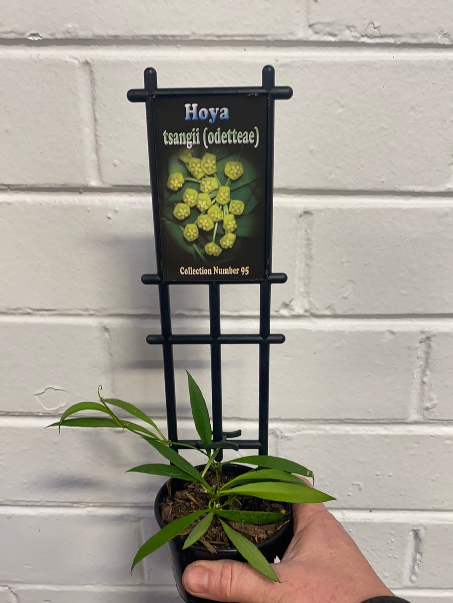 Assorted 8cm Hoya