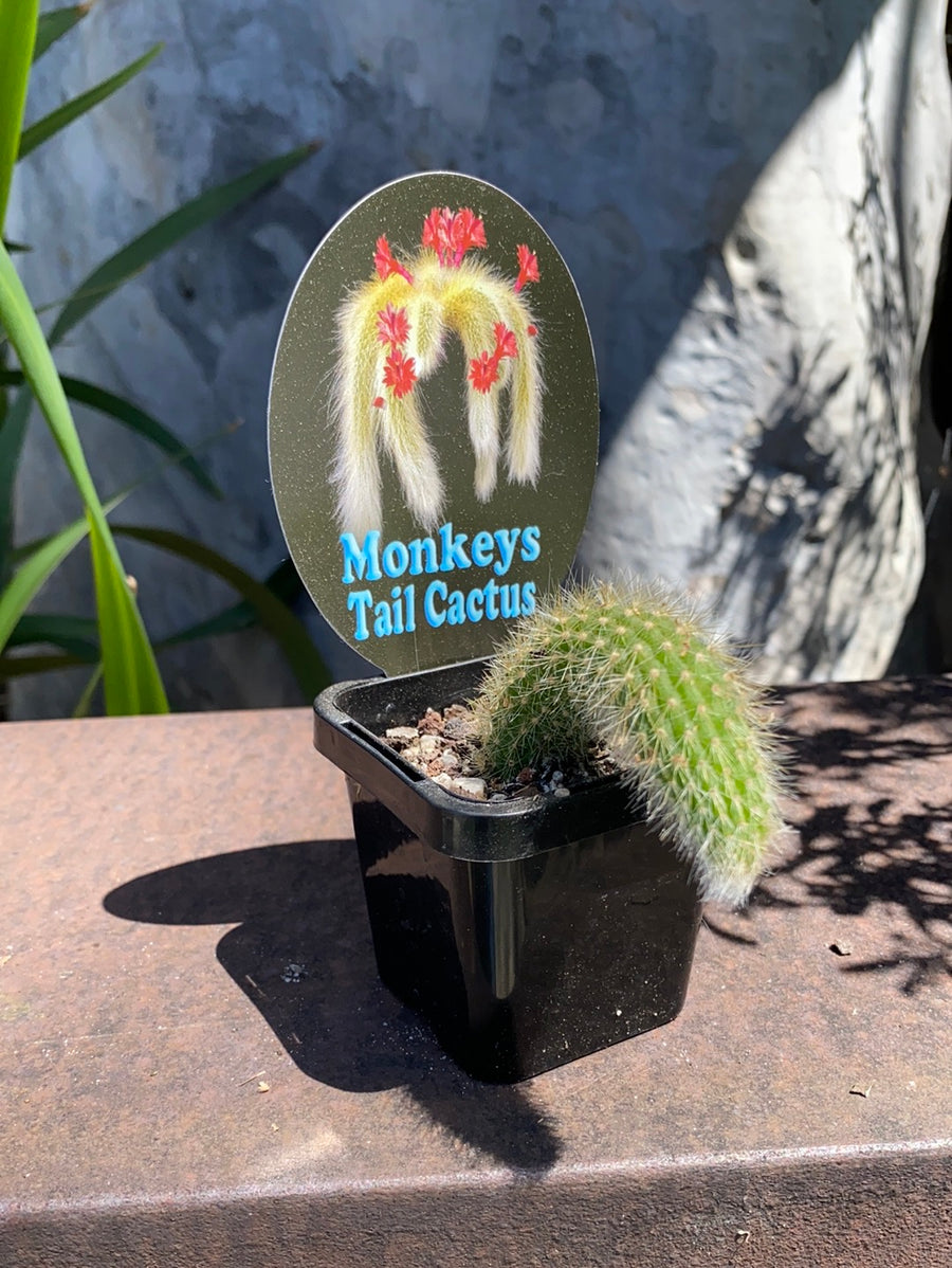 Monkeys Tail Cactus | Cleistocactus colademonis