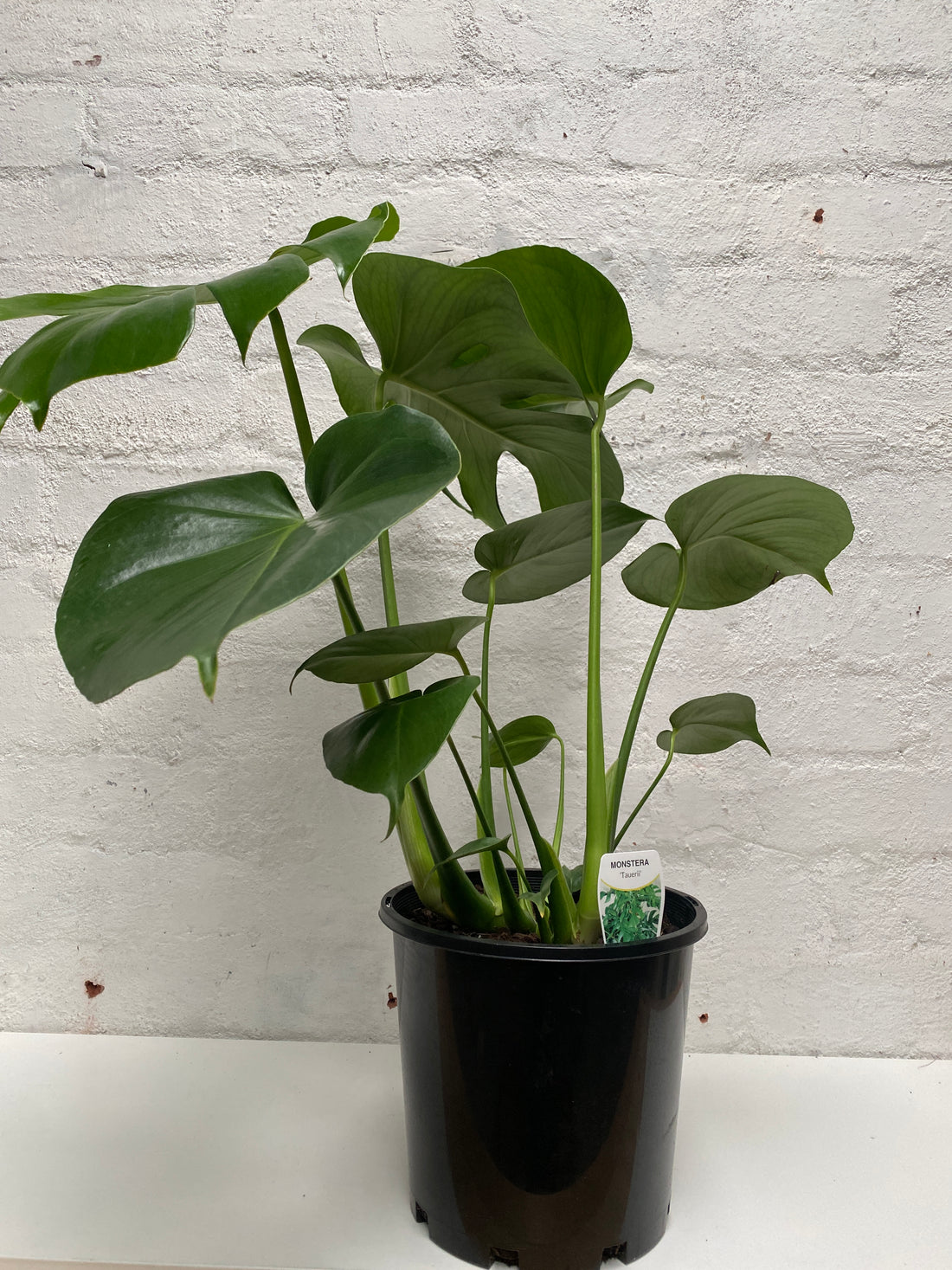 monstera tauerii vs deliciosa Monstera deliciosa Tauerii – In Bloom horticulture