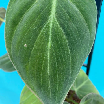 Philodendron hederaceum micans