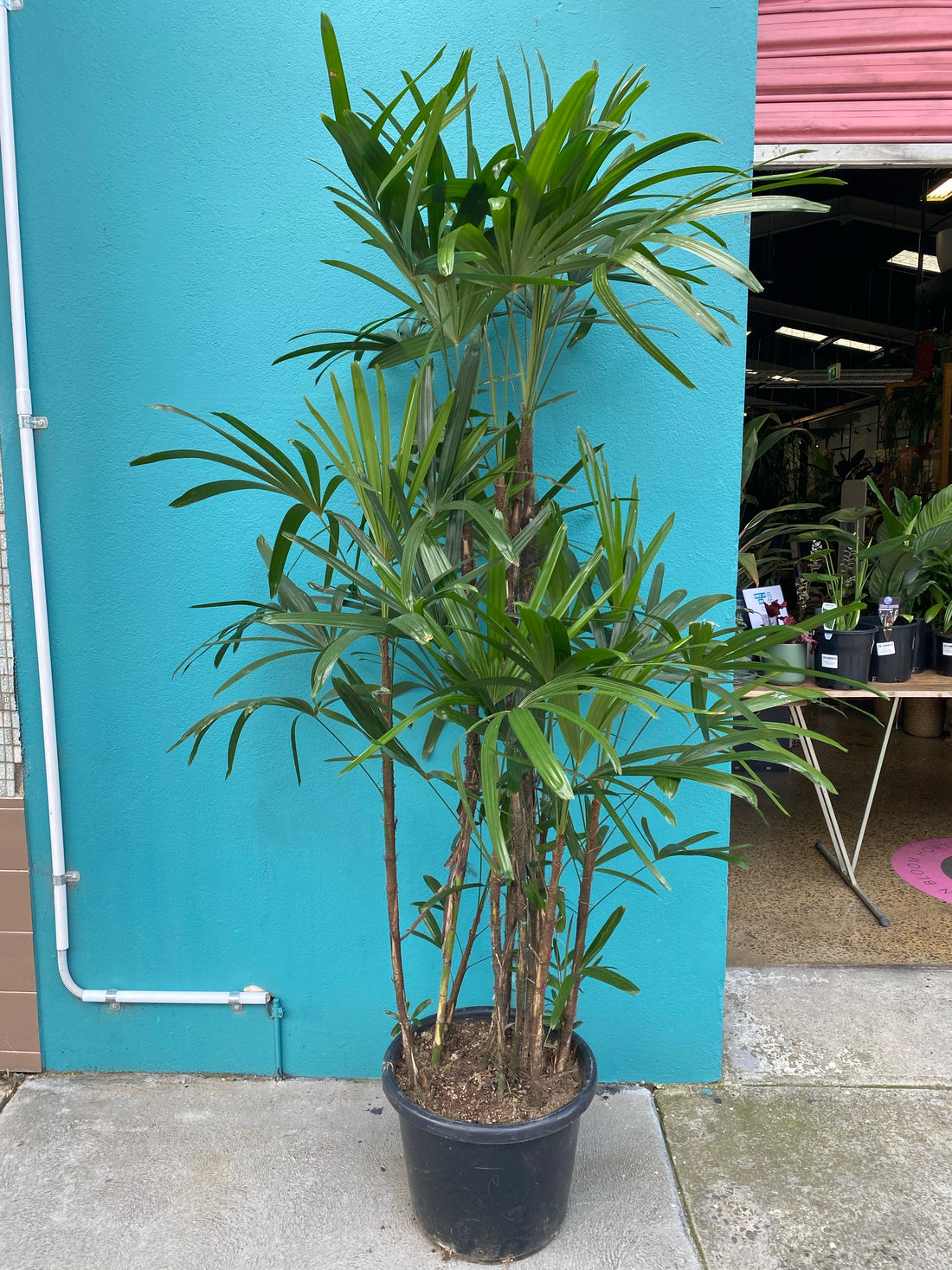 finger palm plant Rhapis excelsa