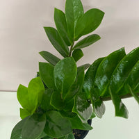 Zamioculcas zamiifolia