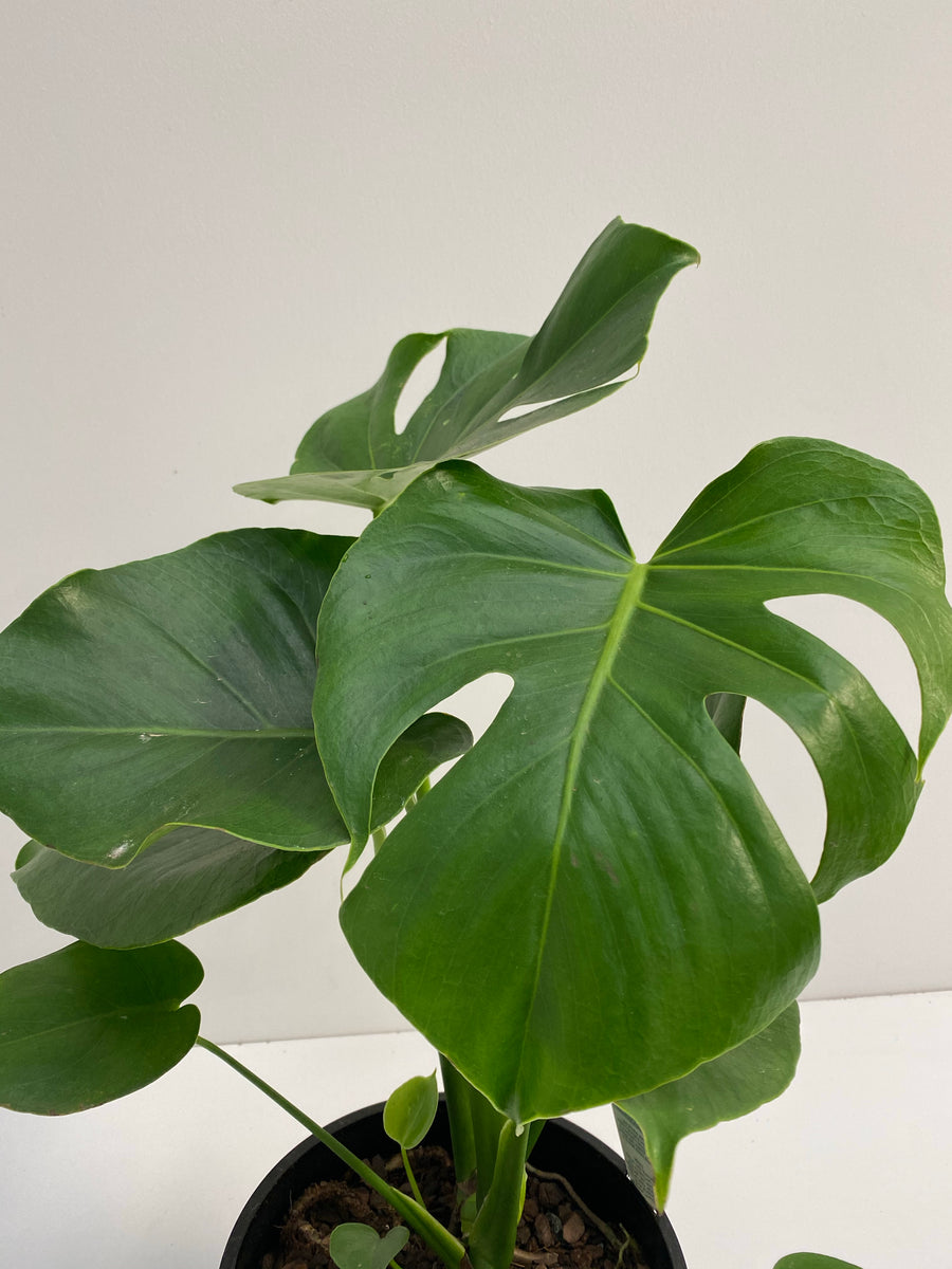 monstera deliciosa tauerii difference Monstera deliciosa Tauerii – In Bloom horticulture