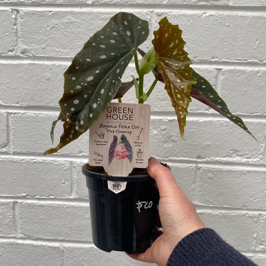 Begonia maculata + cylinder pot