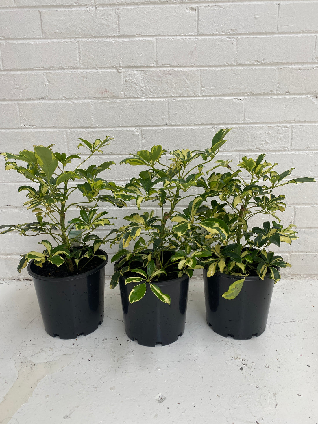schefflera arboricola madame de smet Schefflera arboricola Madame de Smet – In Bloom horticulture