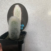Assorted Cactus 7cm