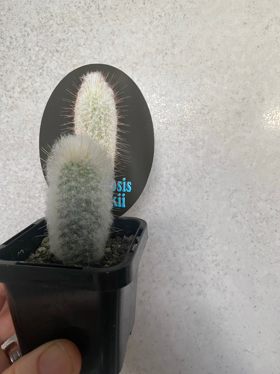 Assorted Cactus 7cm