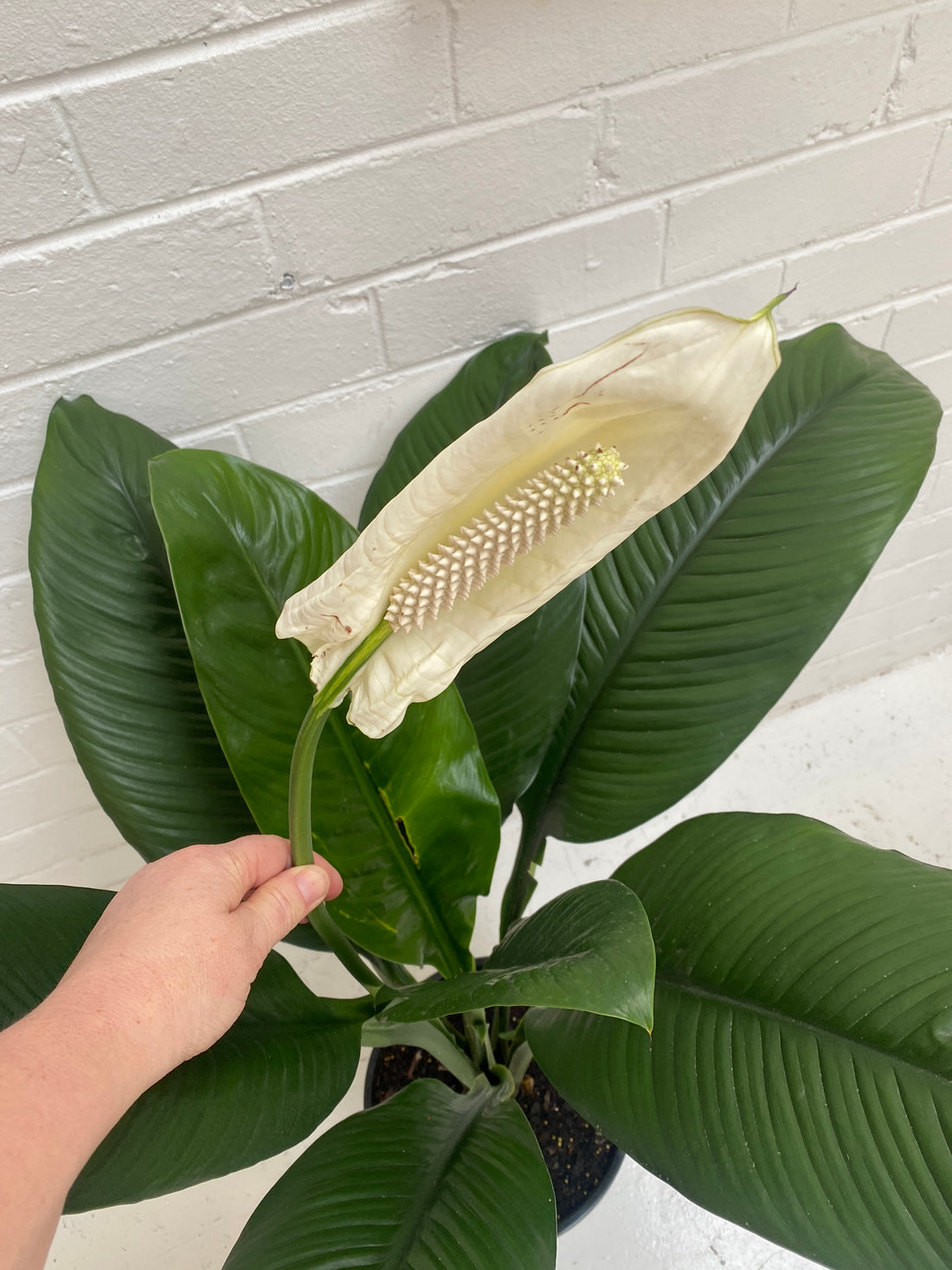 sensation peace lily flower Spathiphyllum Sensation