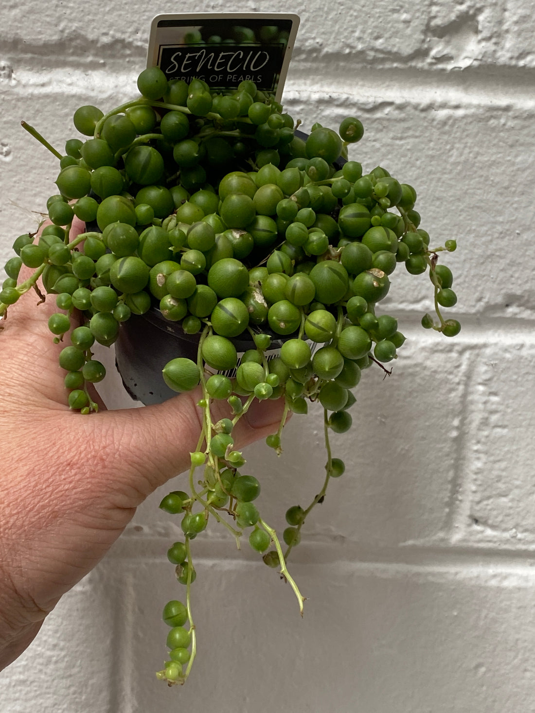 Senecio rowleyanus | String of Pearls