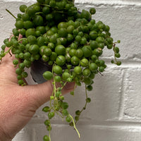 Senecio rowleyanus | String of Pearls