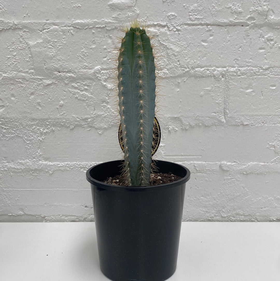 Philocereus azures | Blue Torch Cactus