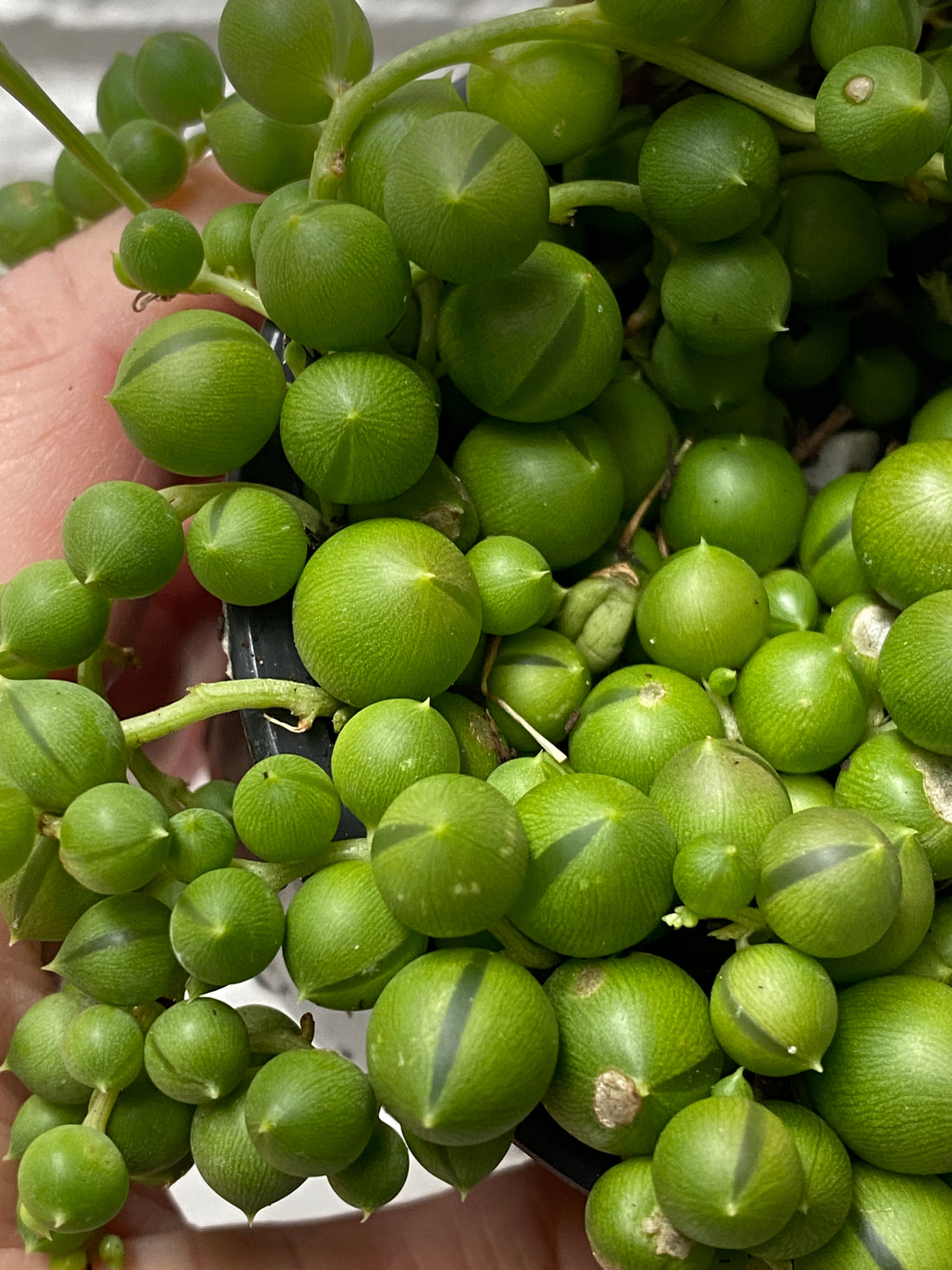 Senecio rowleyanus | String of Pearls