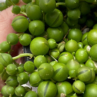 Senecio rowleyanus | String of Pearls