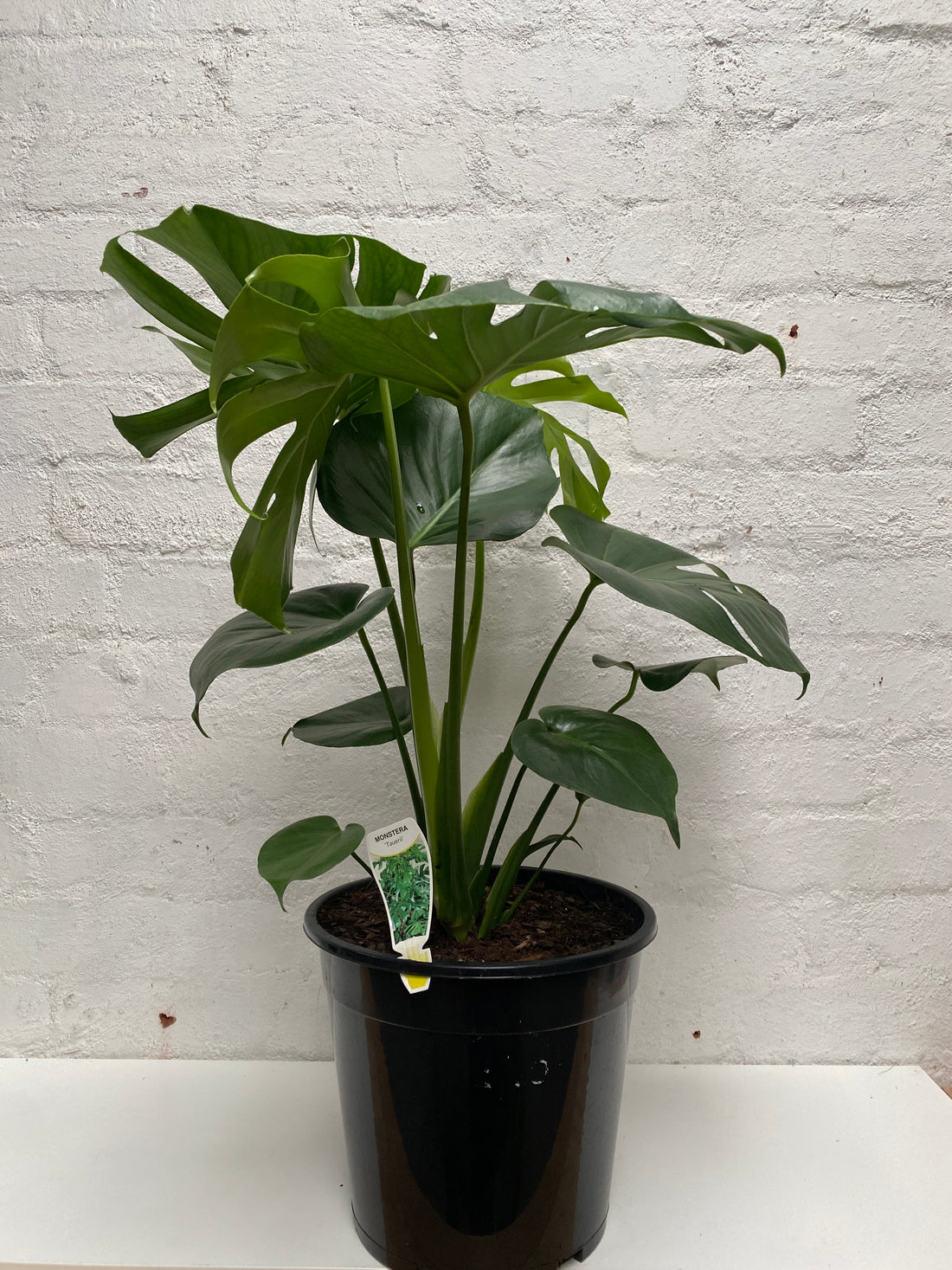 monstera tauerii Monstera deliciosa Tauerii – In Bloom horticulture