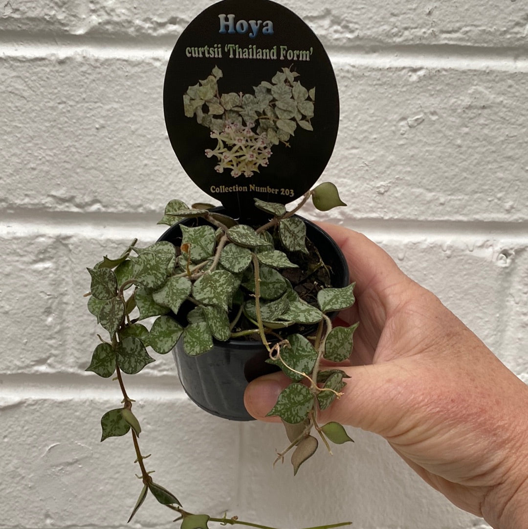 Assorted 8cm Hoya