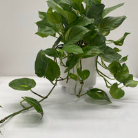 Epipremnum aureum | full size