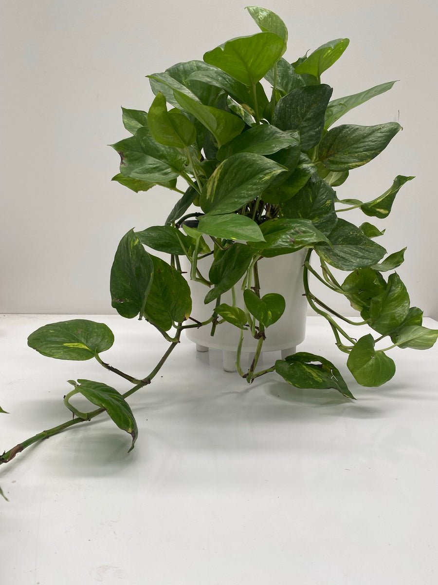 Epipremnum aureum | full size