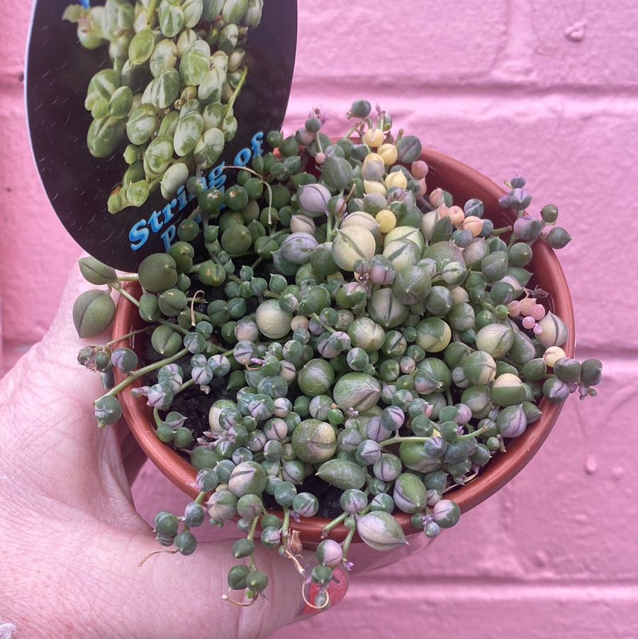 Senecio rowleyanus variegata