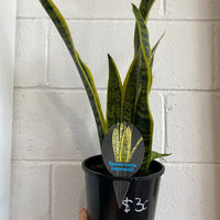 Sansevieria laurentii