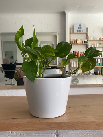 Epipremnum aureum | starter size