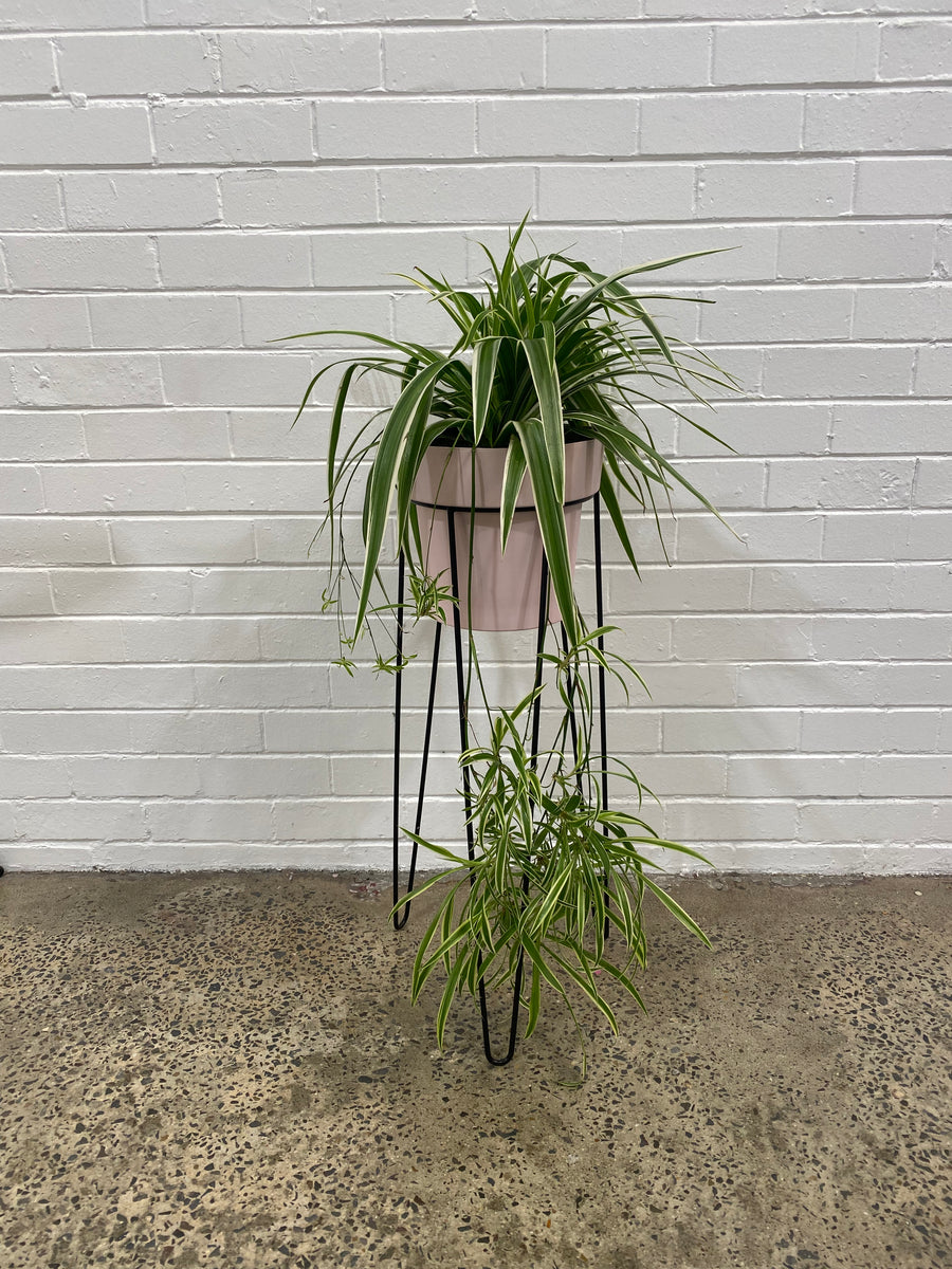 FEATURE PLANT | Ribbon Plant + pot + stand