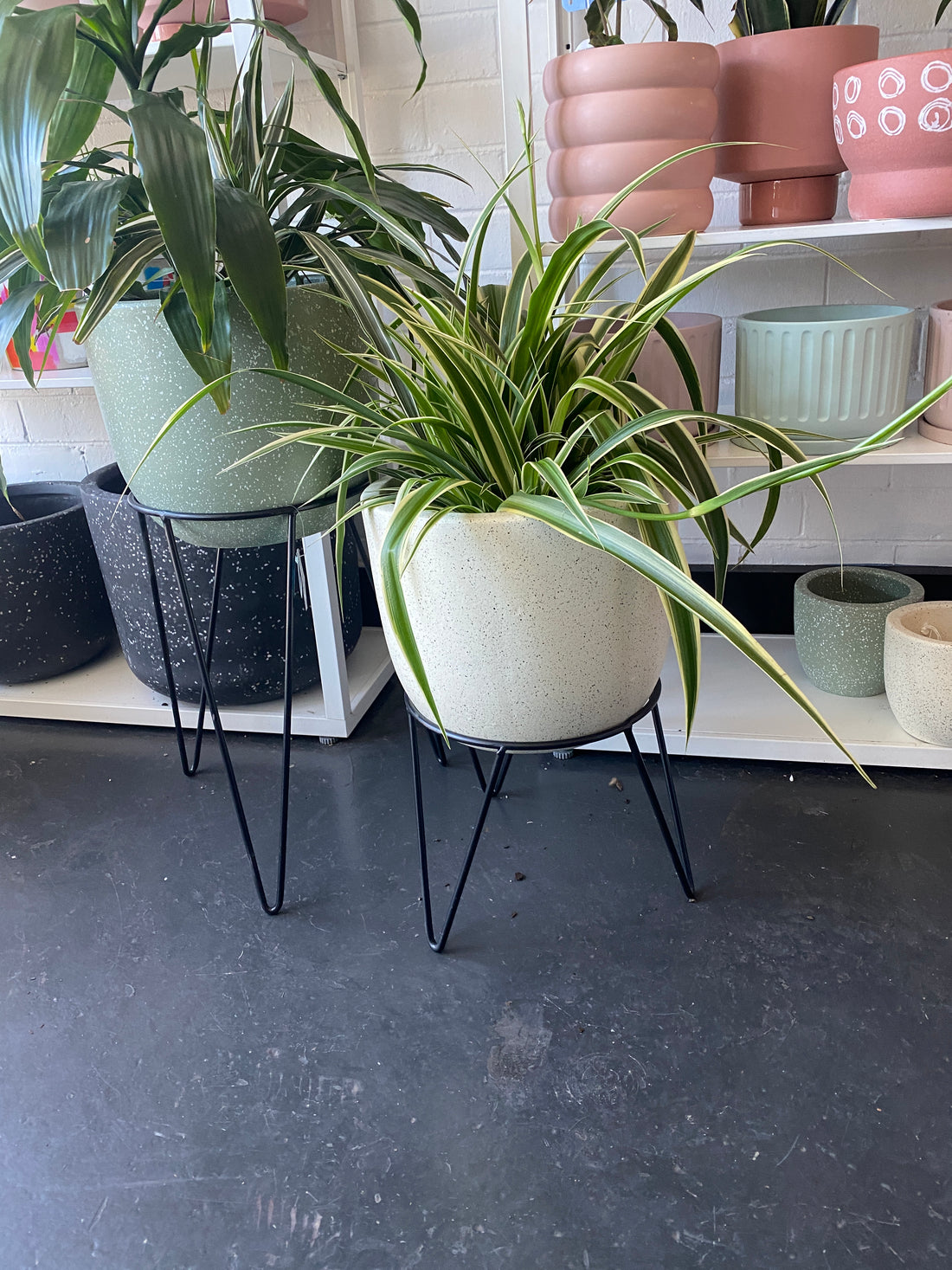 BP PLANT STAND