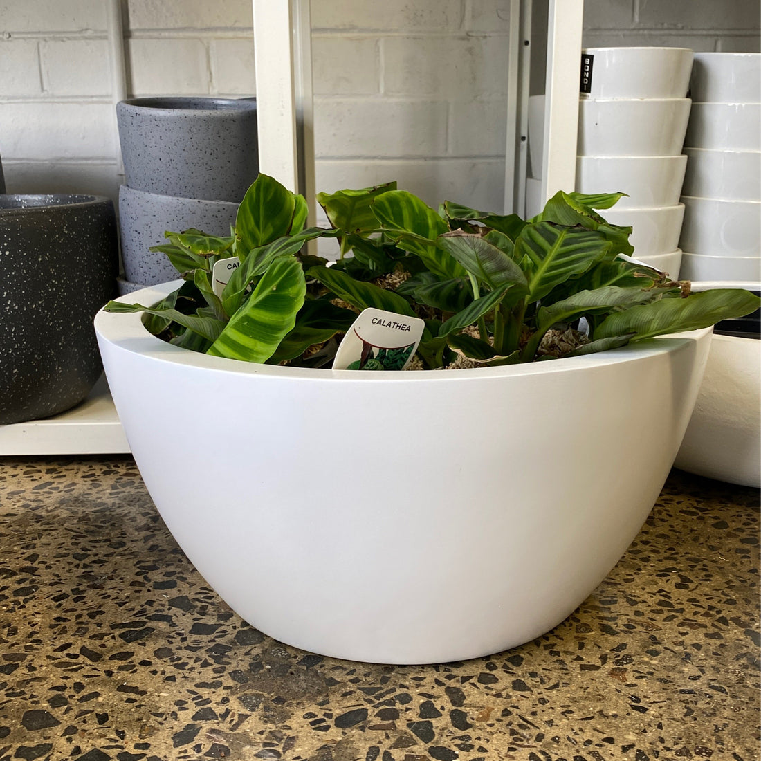 Euphorbia Bowl | C